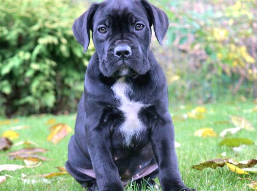 İtalyan mastif Cane corso Yavrular
