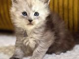 Referans Garantili Safkan Maine Coon