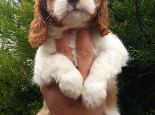 İstanbul 22 Yillik Tecrübe İle Ayni Kan Üreti̇m görsel