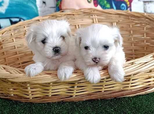 İnani̇lmaz Uygun Fi̇yatlara Gerçek Orji̇nal Maltese Yavrular görsel