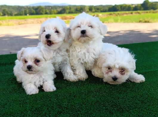 İnani̇lmaz Uygun Fi̇yatlara Gerçek Orji̇nal Maltese Yavrular görsel