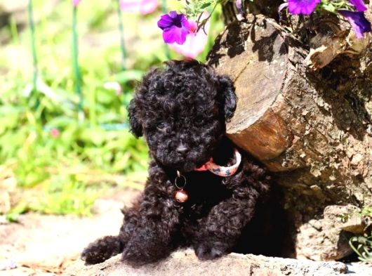 Her Renk Her Boy Orji̇nal Toy Poodle Yavrular görsel