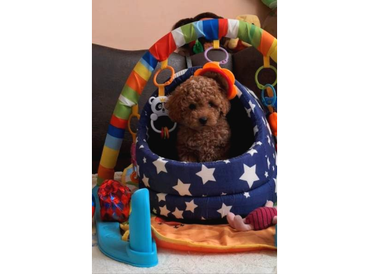 Her Renk Her Boy Orji̇nal Toy Poodle Yavrular görsel