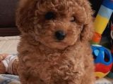 Her Renk Her Boy Orji̇nal Toy Poodle Yavrular