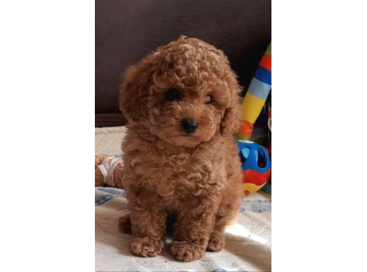 Her Renk Her Boy Orji̇nal Toy Poodle Yavrular görsel