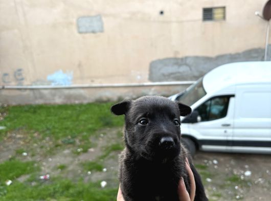 A Kalite Belçika Kurdları görsel