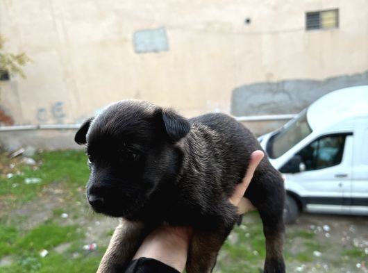 A Kalite Belçika Kurdları görsel