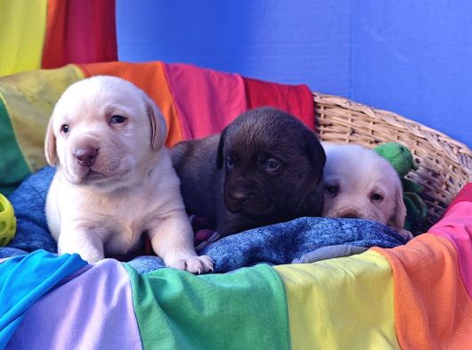 Orji̇nal Her Renk Labrador Retri̇ever Yavrular görsel