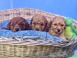 Her Renk Her Boy Orji̇nal Toy Poodle Yavrular