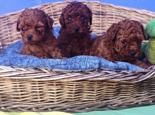 Her Renk Her Boy Orji̇nal Toy Poodle Yavrular görsel