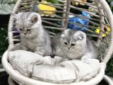 Safkan ve ırk garantili yavrularımız