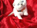 Ayı Kafa Scottish Fold Yavru