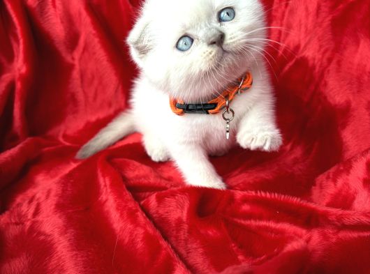 Ayı Kafa Scottish Fold Yavru