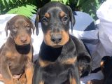 Kaliteli Doberman Yavrular