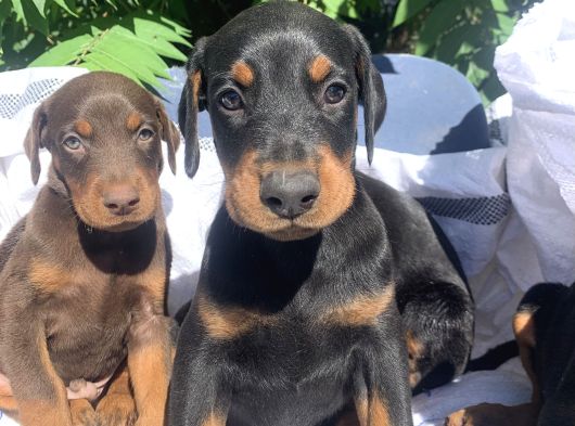 Kaliteli Doberman Yavrular görsel
