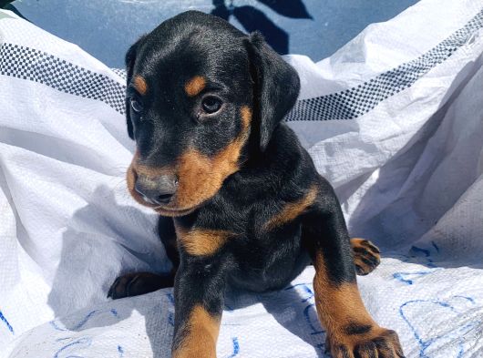 Kaliteli Doberman Yavrular görsel