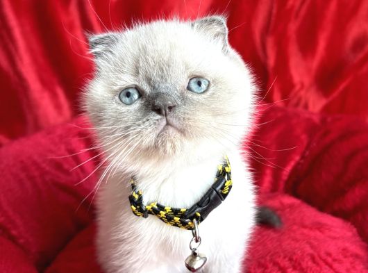 Ayı Kafa Scottish Fold Yavru görsel