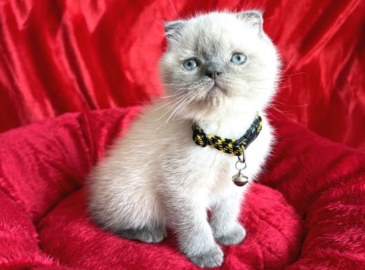 Ayı Kafa Scottish Fold Yavru görsel