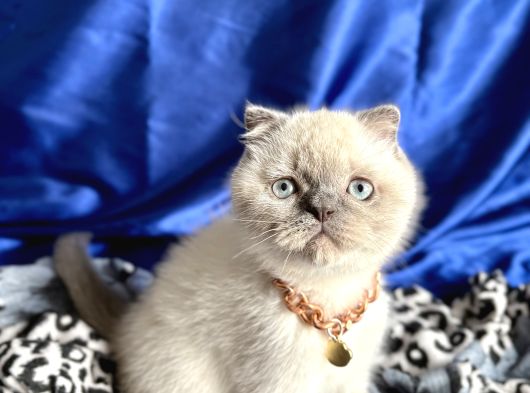 Ayı Kafa Scottish Fold Yavru görsel