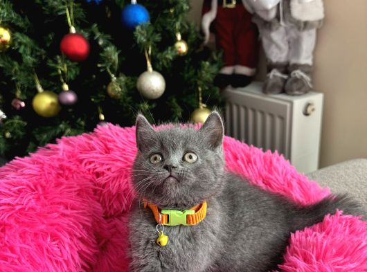 Safkan British Shorthair Yavrular görsel