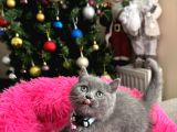 Safkan British Shorthair Yavrular