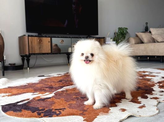 Pomeranıan Boo Adana Cevresi Irk Garantili görsel