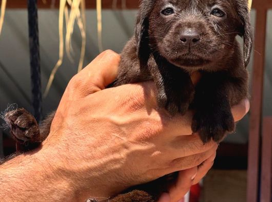 Labrador Yavurlarımız Ruhsatlı Çıftlıyımızden görsel