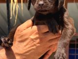 Labrador Yavurlarımız Ruhsatlı Çıftlıyımızden