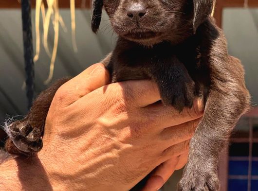 Labrador Yavurlarımız Ruhsatlı Çıftlıyımızden görsel