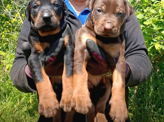 Doberman Yavrulari Mama Ve Malzeme Kampanya Li