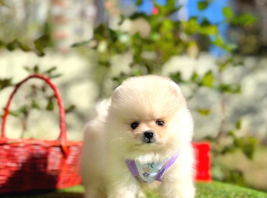 Pomeranian Boo Ayi Surat En Mini Yavrularımız görsel