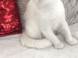 Shorthair dişi yavrular