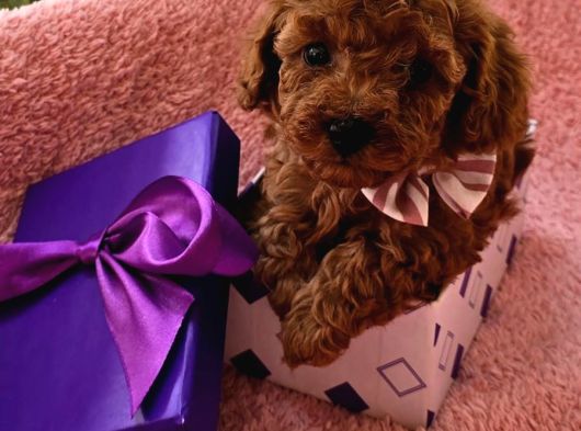 Irk Ve Sağlık Garantili Poodle Bebekler