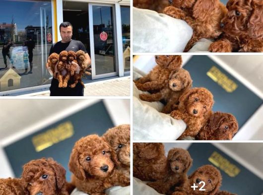 Renk Renk Orji̇nal Toy Poodle Yavrularimiz Güncel Ankara görsel