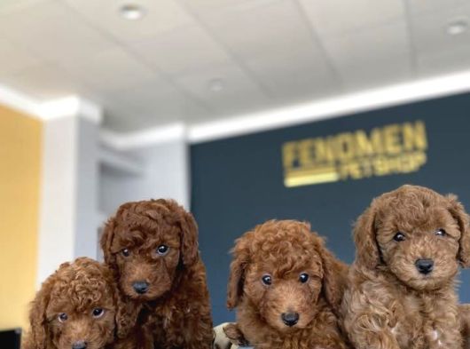 Renk Renk Orji̇nal Toy Poodle Yavrularimiz Güncel Ankara