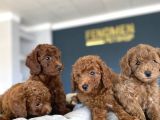 Renk Renk Orji̇nal Toy Poodle Yavrularimiz Güncel Ankara