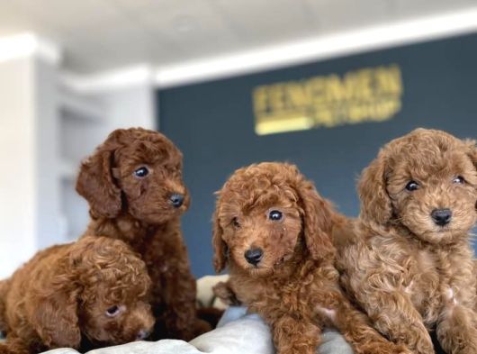 Renk Renk Orji̇nal Toy Poodle Yavrularimiz Güncel Ankara görsel
