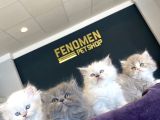 KEDİCİDEN RENK RENK BRITISH SHORTHAIR YAVRULARI ANKARA