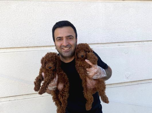 Renk Renk Orji̇nal Toy Poodle Yavrularimiz Güncel Ankara görsel