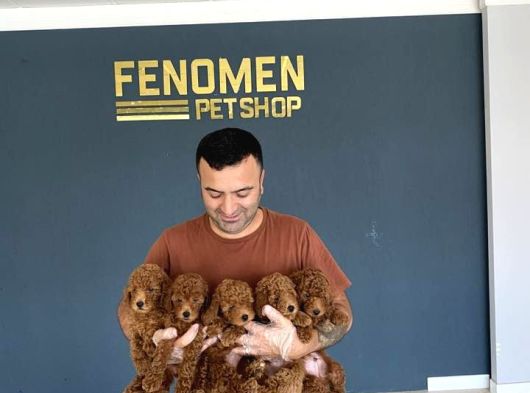 Renk Renk Orji̇nal Toy Poodle Yavrularimiz Güncel Ankara görsel