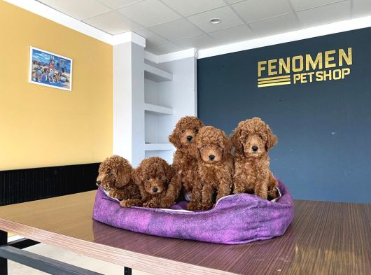 Renk Renk Orji̇nal Toy Poodle Yavrularimiz Güncel Ankara görsel
