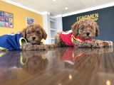 Renk Renk Orji̇nal Toy Poodle Yavrularimiz Güncel Ankara