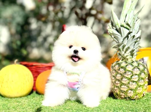 Orjinal Ayıcık Yüz Pomeranian Boo Yavrular görsel