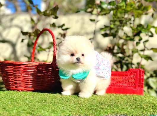 Pomeranian Boo Ayi Surat En Mini Yavrularımız görsel