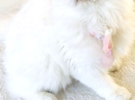 Longhair Yavrular görsel