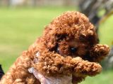Kalite Ve Güvenin Adresiden Toy Poodle Yavruları