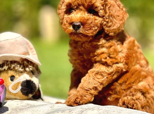 Kalite Ve Güvenin Adresiden Toy Poodle Yavruları görsel