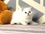A Kalite British Shorthair Yavrularımız