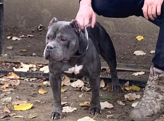 American Bully Yetişkin Dişi Erkek görsel