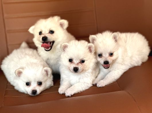 Pomerani̇anlar